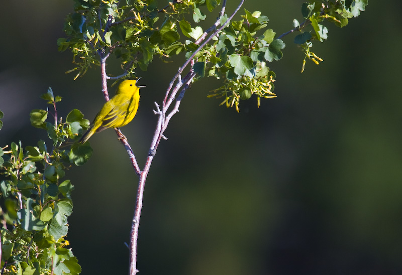 Yellow Warbler Singing